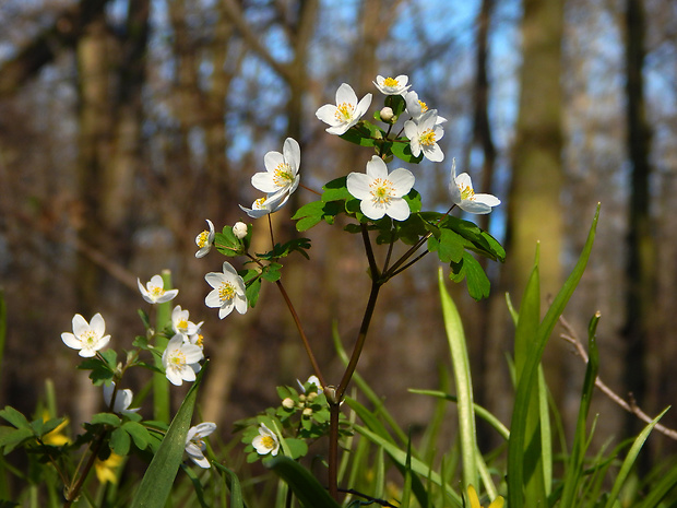 veterník žltuškovitý Isopyrum thalictroides L.