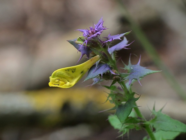 čermeľ hájny Melampyrum nemorosum L.