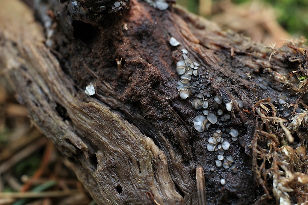 molízia Mollisia sp.