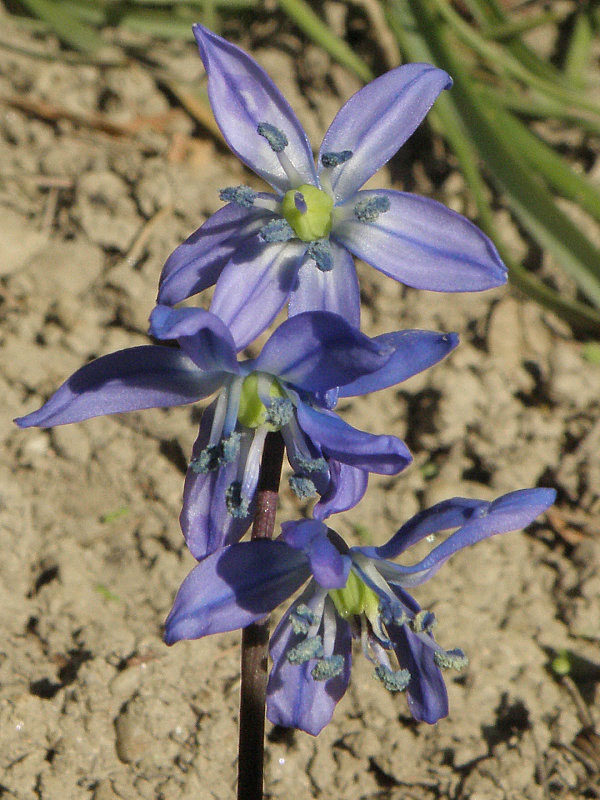 scilovka sibírska Othocallis siberica (Haw.) Speta