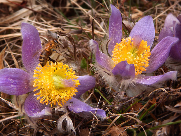 poniklec veľkokvetý Pulsatilla grandis Wender.