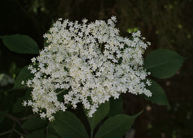 baza čierna Sambucus nigra L.