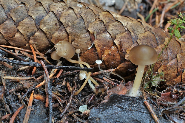 peniazočka smreková Strobilurus esculentus (Wulfen) Singer