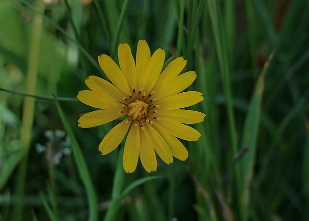 kozobrada lúčna Tragopogon pratensis L.