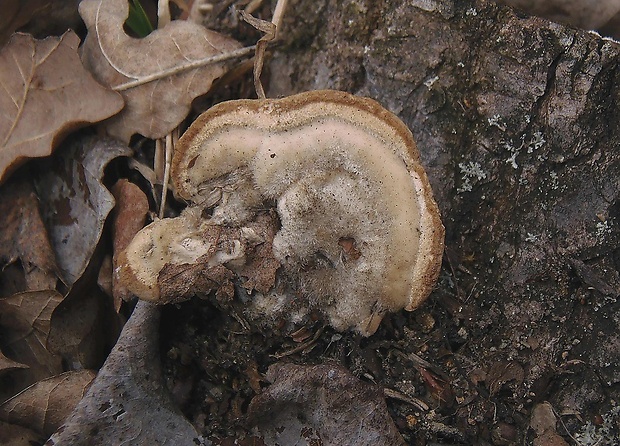 trúdnikovec chlpatý Trametes hirsuta (Wulfen) Lloyd