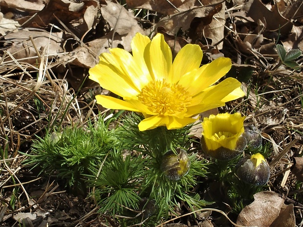 hlaváčik jarný Adonis vernalis L.