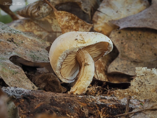 šupinovka hlinovookrová Pholiota lenta (Pers.) Singer