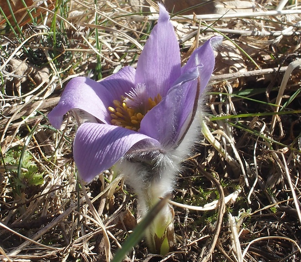 poniklec veľkokvetý Pulsatilla grandis Wender.