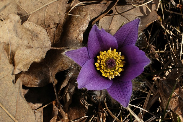 poniklec veľkokvetý Pulsatilla grandis Wender.