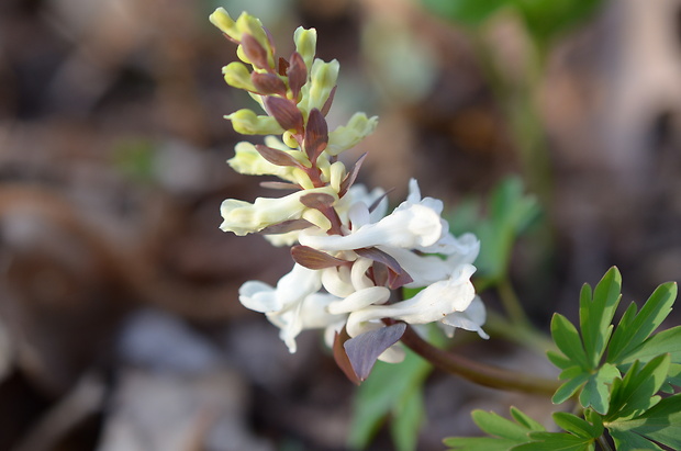 chochlačka dutá Corydalis cava (L.) Schweigg. et Körte