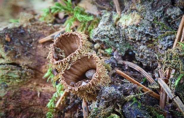 čiaškovec pásikavý Cyathus striatus (Huds.) Willd.