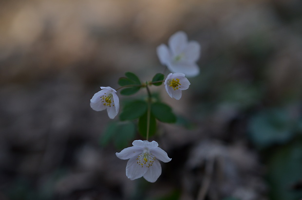 veterník žltuškovitý Isopyrum thalictroides L.