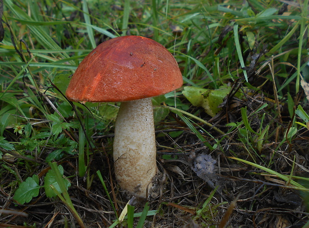 kozák dubový Leccinum aurantiacum (Bull.) Gray