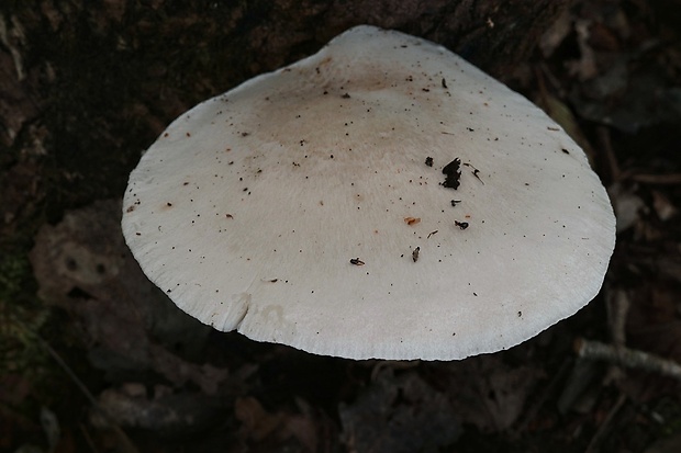 hliva dubová Pleurotus dryinus (Pers.) P. Kumm.