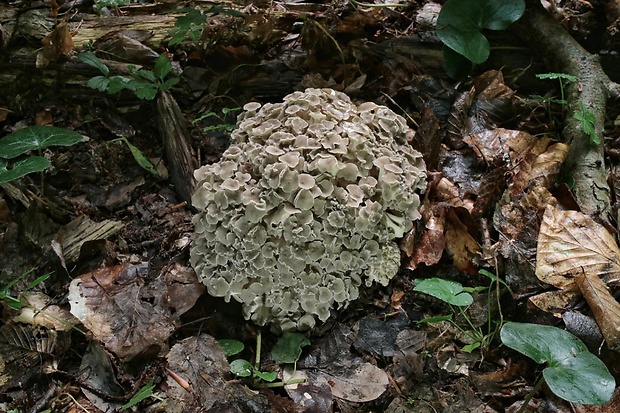 trúdnik klobúčkatý Polyporus umbellatus (Pers.) Fr.