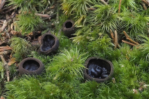 misôčka Pseudoplectania sp.