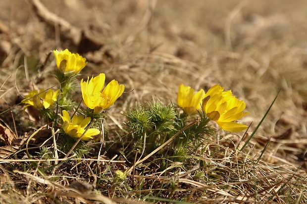 hlaváčik jarný Adonis vernalis L.