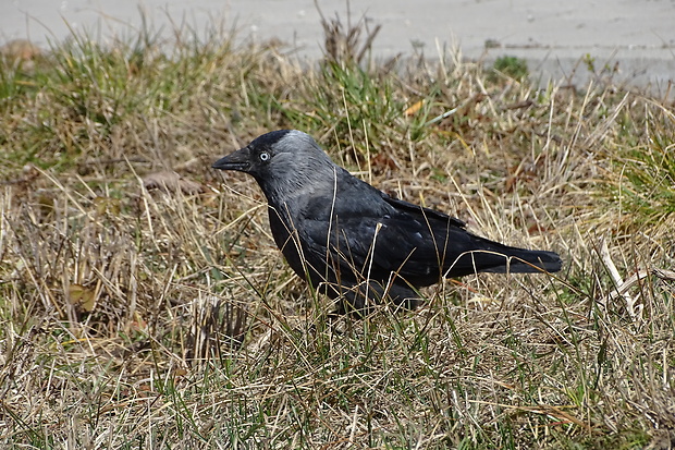 kavka tmavá Corvus monedula