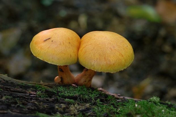 šupinovec Gymnopilus sp.