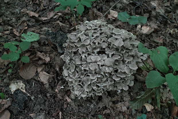 trúdnik klobúčkatý Polyporus umbellatus (Pers.) Fr.