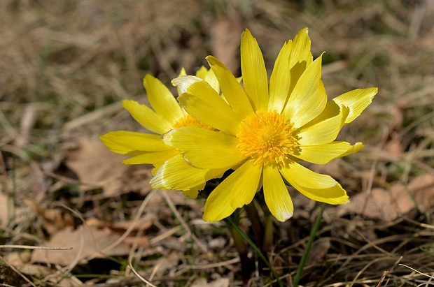 hlaváčik jarný Adonis vernalis L.