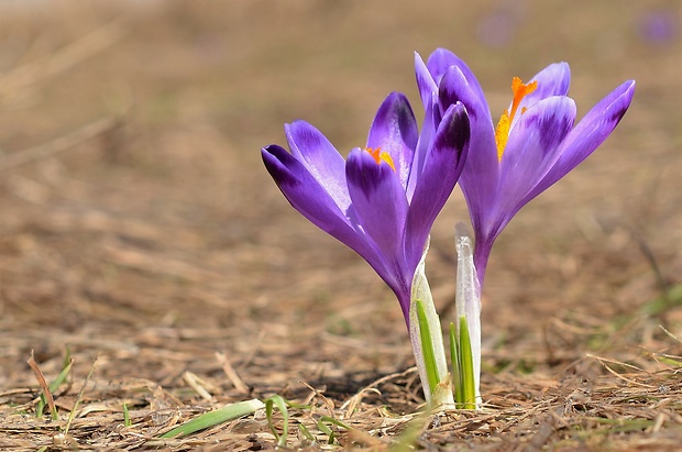 šafran spišský Crocus discolor G. Reuss