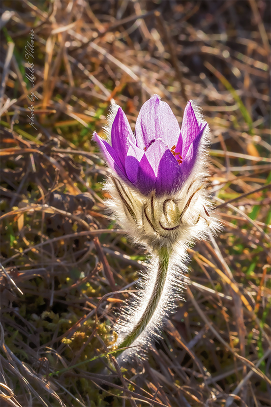 poniklec veľkokvetý Pulsatilla grandis Wender.