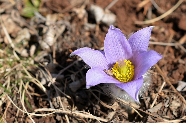 poniklec veľkokvetý Pulsatilla grandis Wender.