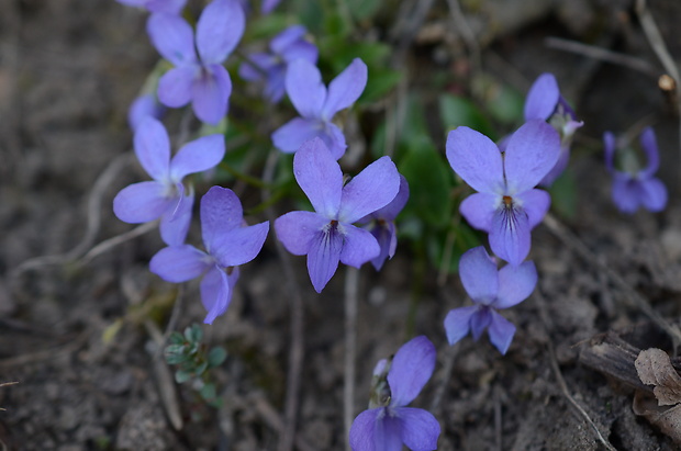 fialka voňavá Viola odorata L.