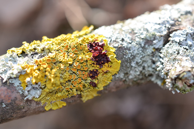 diskovník múrový Xanthoria parietina var. parietina (L.) Th. Fr.