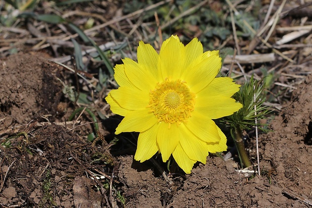 hlaváčik jarný Adonis vernalis L.