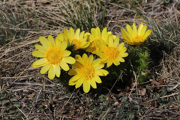 hlaváčik jarný Adonis vernalis L.