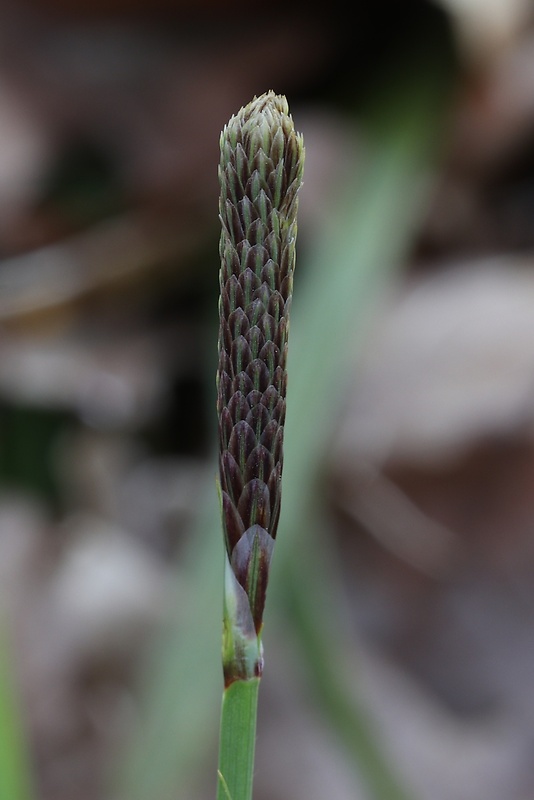 ostrica Carex sp.