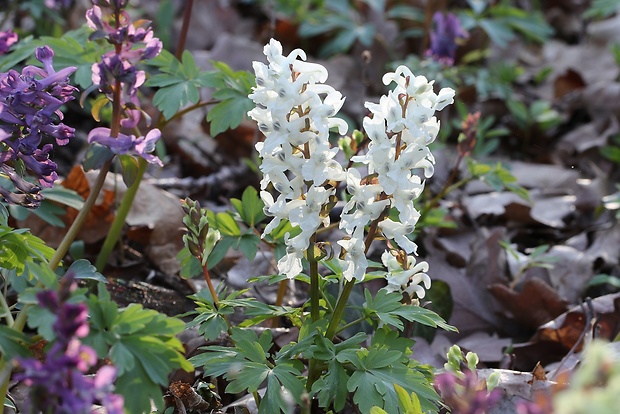 chochlačka dutá Corydalis cava (L.) Schweigg. et Körte