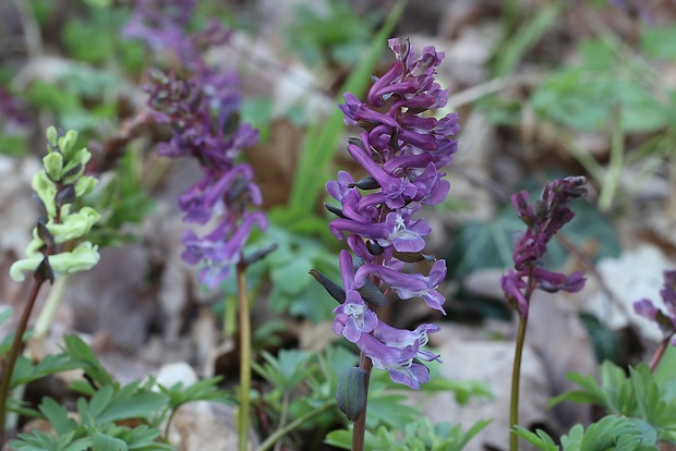 chochlačka dutá Corydalis cava (L.) Schweigg. et Körte