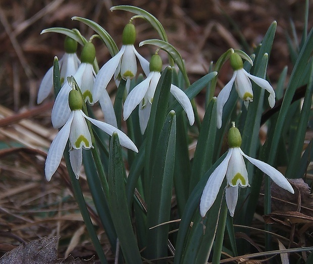 snežienka jarná Galanthus nivalis L.