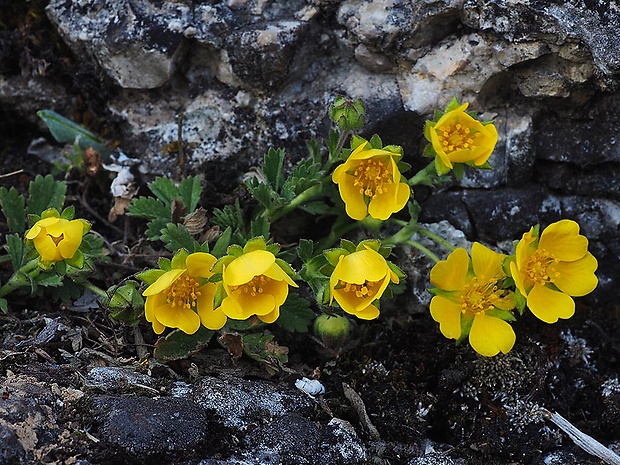 nátržník piesočný Potentilla arenaria Borkh.