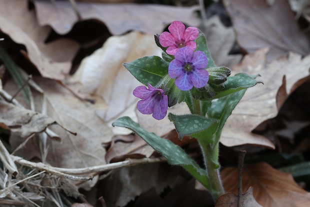 pľúcnik lekársky Pulmonaria officinalis L.