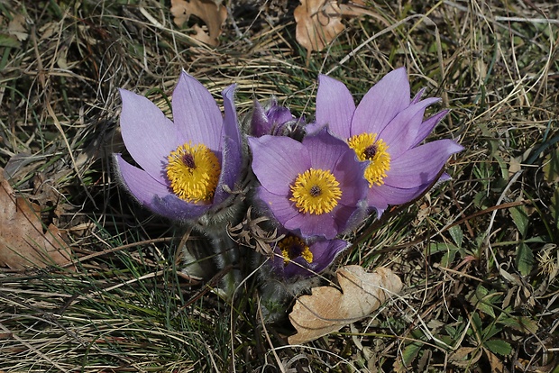 poniklec veľkokvetý Pulsatilla grandis Wender.