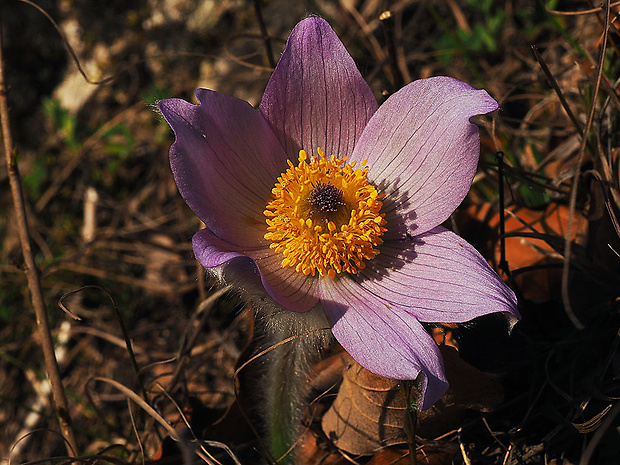 poniklec veľkokvetý Pulsatilla grandis Wender.