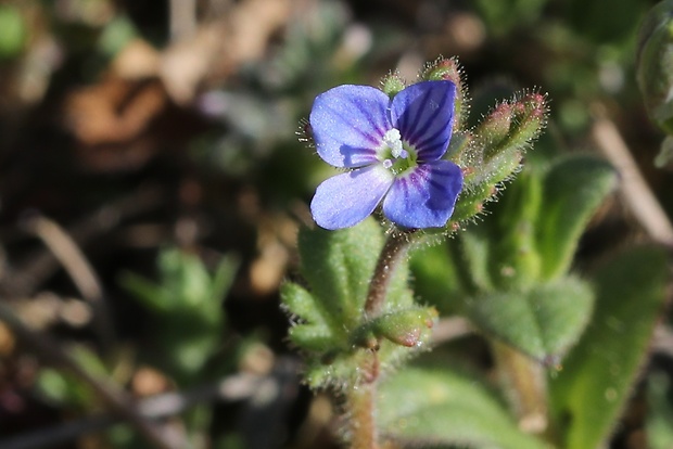 veronika trojúkrojková Veronica triphyllos L.