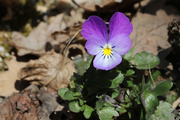 fialka trojfarebná Viola tricolor L. emend. F. W. Schmidt