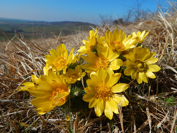 hlaváčik jarný Adonis vernalis L.