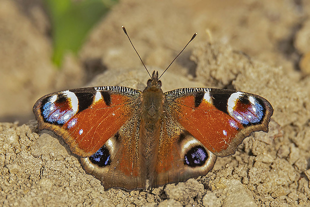 babôčka pávooká Aglais io