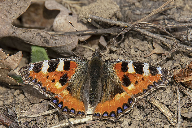 babôčka pŕhľavová Aglais urticae