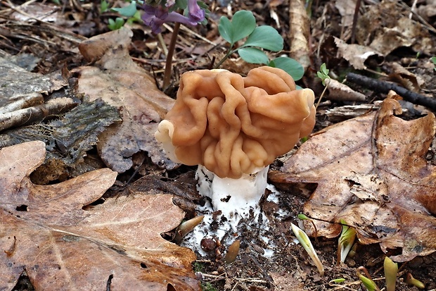 ušiak obrovský Gyromitra gigas (Krombh.) Cooke