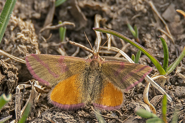 piadivka purpurová samička Lythria purpuraria