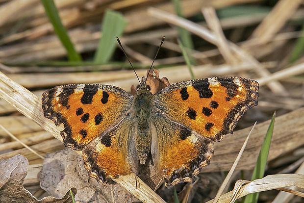 babôčka brestová  Nymphalis polychloros