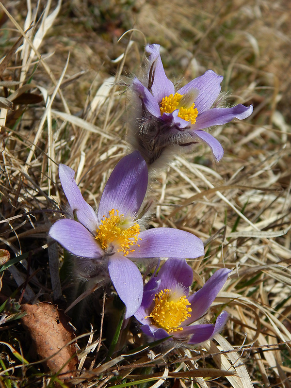 poniklec veľkokvetý Pulsatilla grandis Wender.