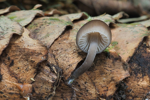 prilbička šišková Mycena strobilicola J. Favre & Kühner